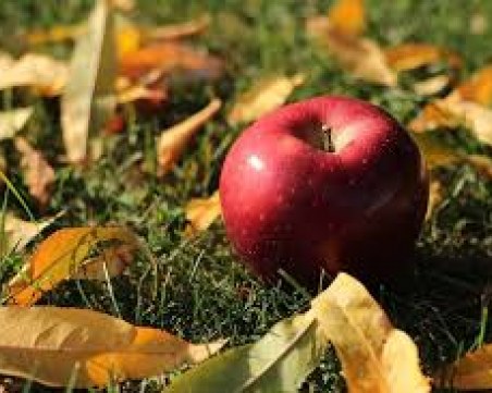 От септември: Доставят био плодове и пчелен мед по училищата