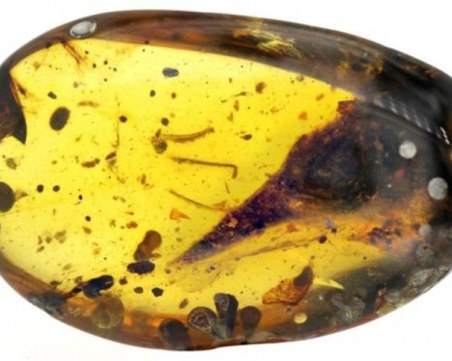 Откриха хищен динозавър с размерите на колибри