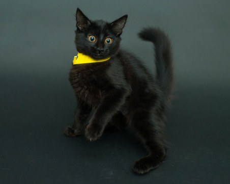 Петък, 13-и е! Ето ги най-големите суеверия, свързани с днешния ден