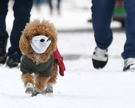 Излязоха резултатите на кучето под карантина