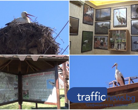 Подранилите предвестници на пролетта - щъркелите, заеха гнездата си в Белозем