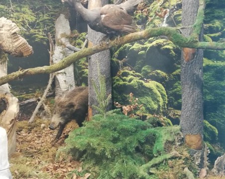 Природонаучният музей в Пловдив затвори, но ви кани на виртуална разходка!