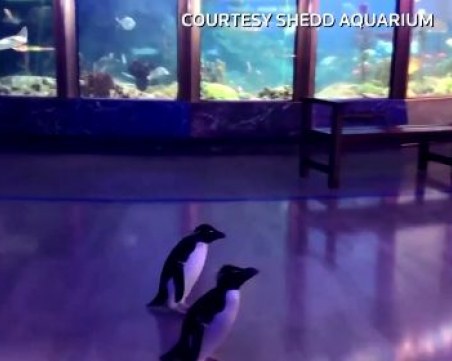 Какво правят по време на карантина … пингвините?