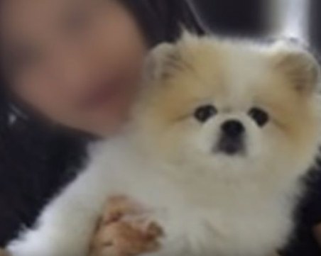 Почина първото куче с коронавирус в света