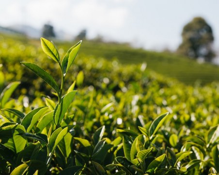 Кои са билките, полезни за простатата?