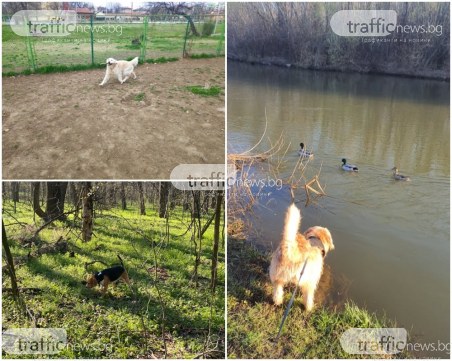 Кучкарите в Пловдив – най-дисциплинирани! Може ли любимецът ни да ни зарази с КОВИД 19