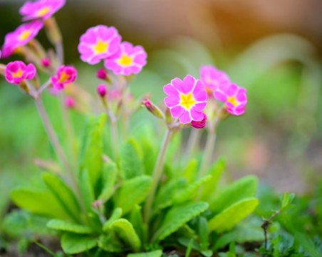 Настъпи астрономическата пролет