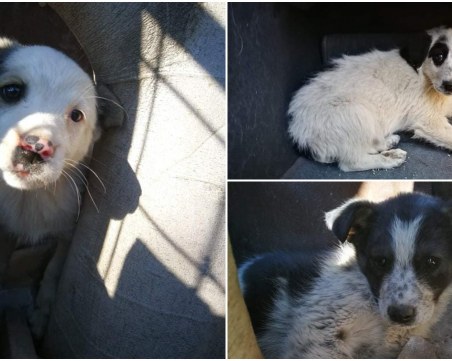 Три кученца в Пловдив си търсят дом, приютите - нямат място за тях