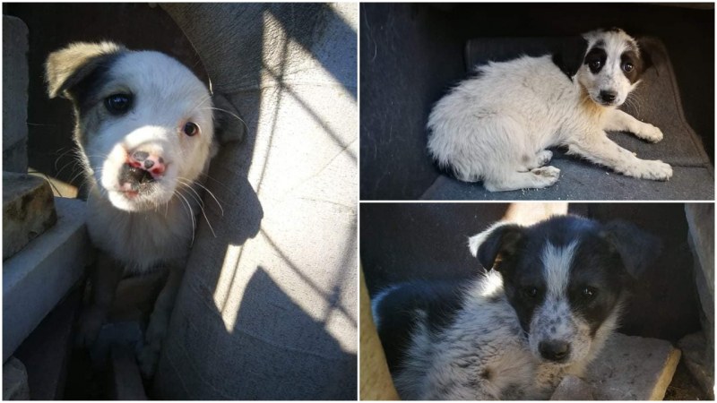 Три кученца в Пловдив си търсят дом, приютите - нямат място за тях