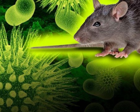 Иде ли нова заплаха? Китаец почина от хантавирус