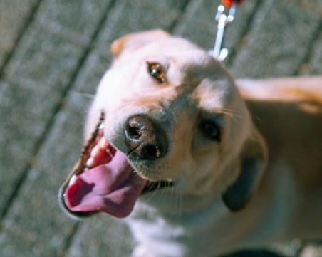 Има ли интерес към осиновяване на кучета в Пловдив по време на COVID-19?