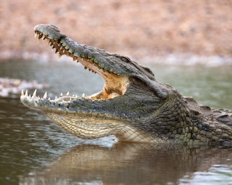 Мъж в Руанда избяга от карантината и го изяде крокодил