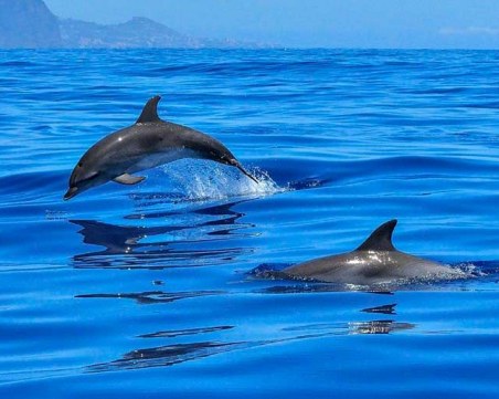 Делфините се завръщат в пристанището на Триест, патици се къпят във фонтаните на безлюден Рим