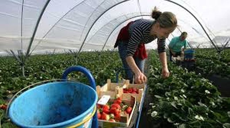 Британски фермери подготвят чартърни полети за работници от България