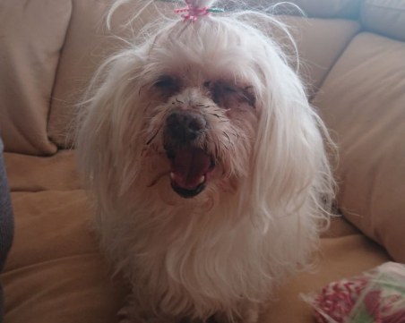 Зов за помощ! Кученцето Крис се нуждае спешно от кръвопреливане