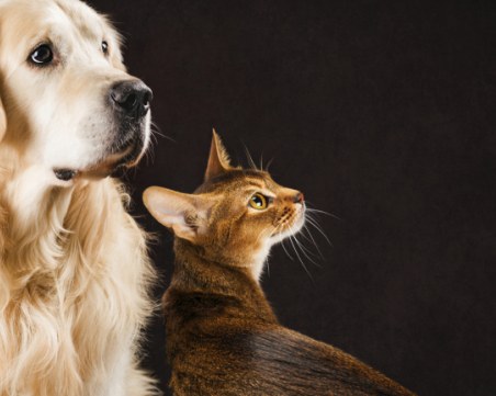 Могат ли домашните ни любимци да хванат COVID-19