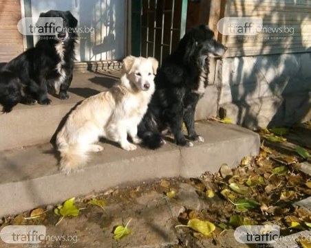 Три кучета избягаха от дома си в Пловдив, виждали ли сте ги?
