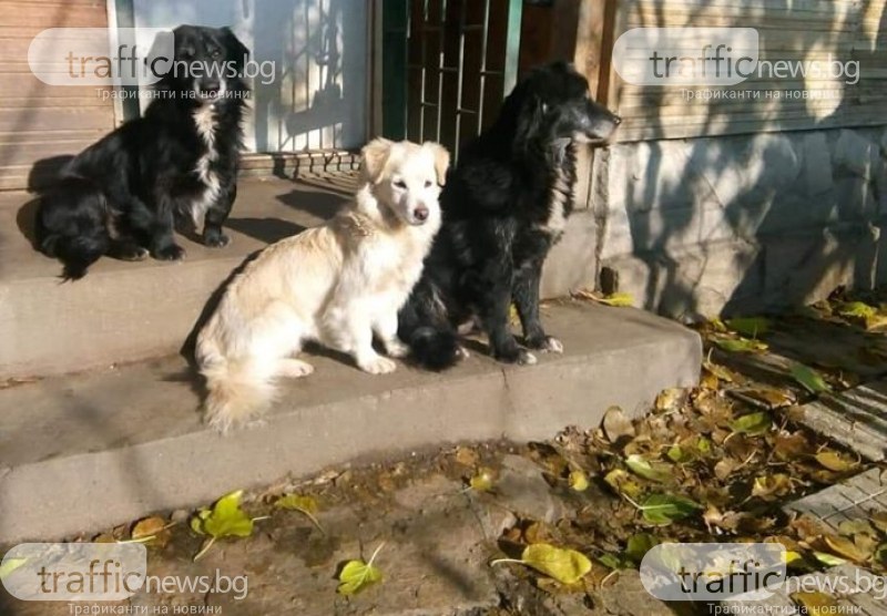 Три кучета избягаха от дома си в Пловдив, виждали ли сте ги?