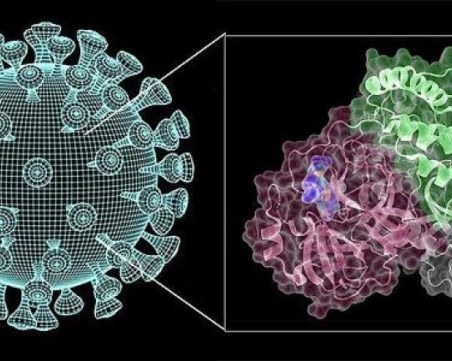 Германски учени изолираха ключов ензим от коронавируса