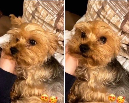 Кученце се изгуби в Кършияка, стопаните му го търсят