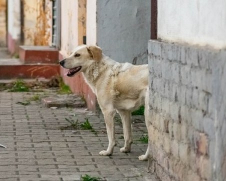 Носители ли са домашните животни на коронавирус?