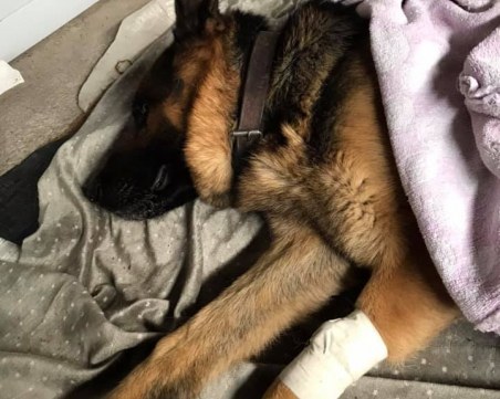 Пловдивчанин: Внимавайте! Тровят кучета с антифриз на Бунарджика