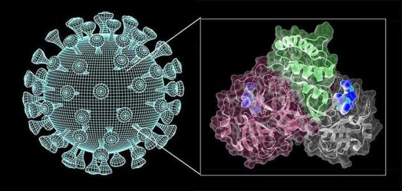Германски учени изолираха ключов ензим от коронавируса