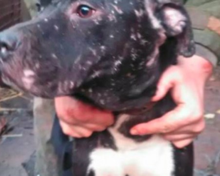 При акция за наркотици полицаи спасиха 18 питбула, участвали в боеве във Варна