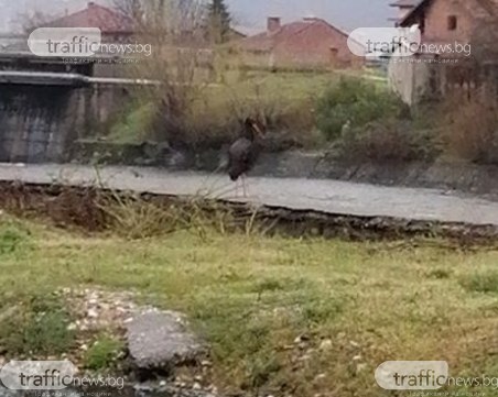 Черен щъркел изненада жителите на Кричим