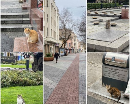 На Главната останаха само ... котките