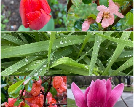 Пролетна еуфория от цветя и дъждовни капки