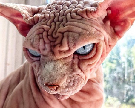 Най-плашещата котка, която сте виждали