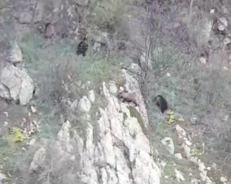 Мечка и три малки мечета се разходиха край Карлово