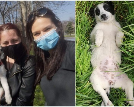 Осиновиха две, от общо трите кученца, захвърлени в покрайнините на Пловдив