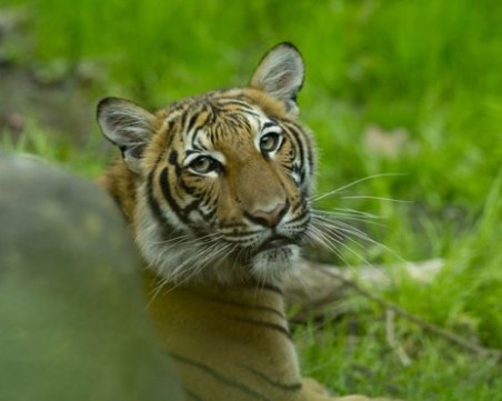 Тигър с положителна проба на COVID-19 в Ню Йорк