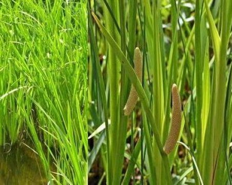 Блатен аир – ароматен дезинфектант, който помага при вируси