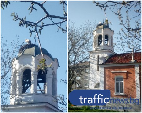 Първите щъркели долетяха в Пловдив