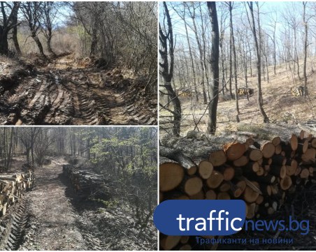 Грозно посегателство върху природата край Пловдив се оказа ... подборна сеч