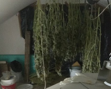 Разбиха домашна оранжерия за канабис, мъж е арестуван