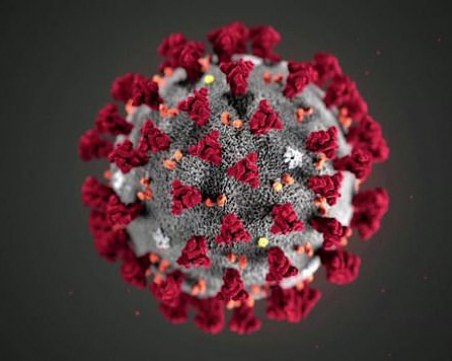 Разкриха три ясни разновидности на коронавируса