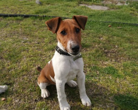 Издирва се! Рич е само на 4 месеца и се е изгубил