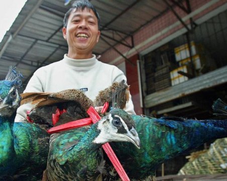 Властите в Китай съставят списък на животни, подходящи за ядене