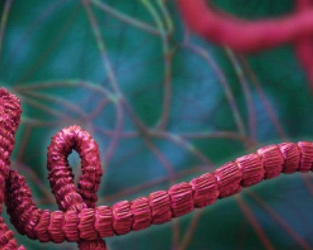 Нов кошмар - откриха случай на ебола в Африка