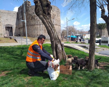Общински служители хранят и поят бездомни животинки в Турция