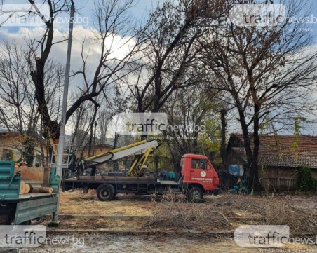 Подават дървен материал след санитарна сеч в Пловдив