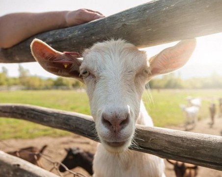 Продължава приемът на заявленията за помощ по Кампанията за директни плащания 2020