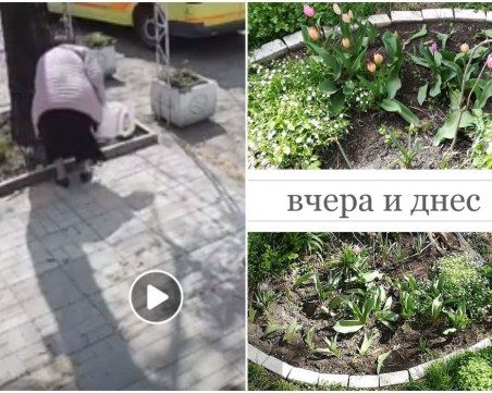 Срам: Ние ги пазим, те крадат... цветя! Защо изкоренявате пролетната красота на Пловдив?