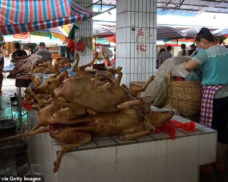 Втори град в Китай забрани на хората да ядат кучета и котки вследствие на коронавирус