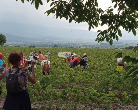 За пръв път от над 100 години: Празниците на розата няма да бъдат отбелязани
