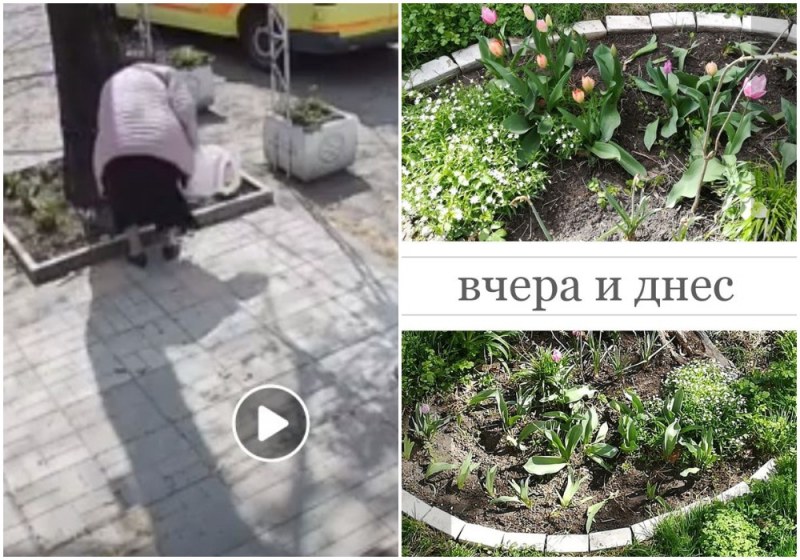 Срам: Ние ги пазим, те крадат... цветя! Защо изкоренявате пролетната красота на Пловдив?